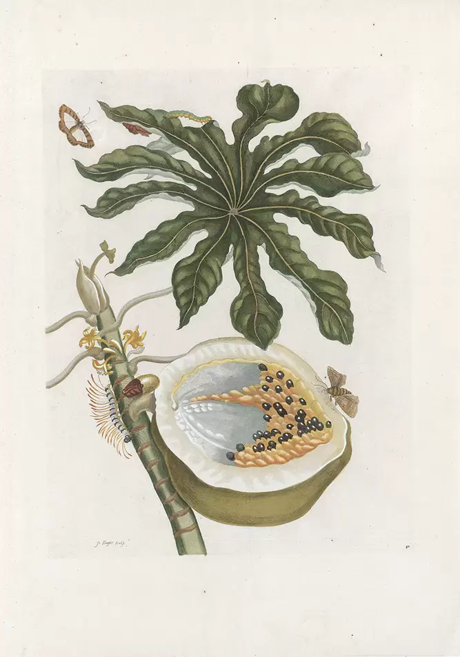Maria Sibylla Merian, Da Metamorphosis Insectorum Surinamensium