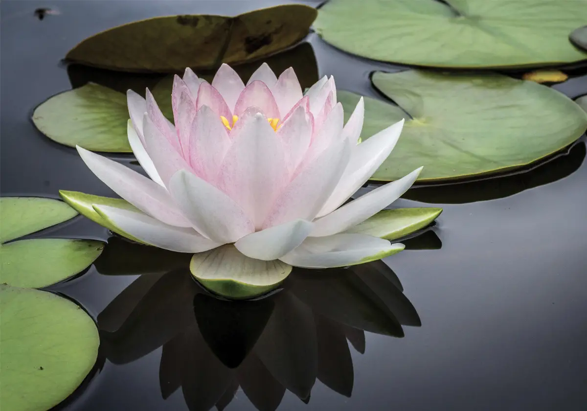 Fiore di loto / © Jay Castor / Unplash