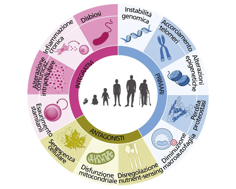 I 12 biomarcatori dell’invecchiamento