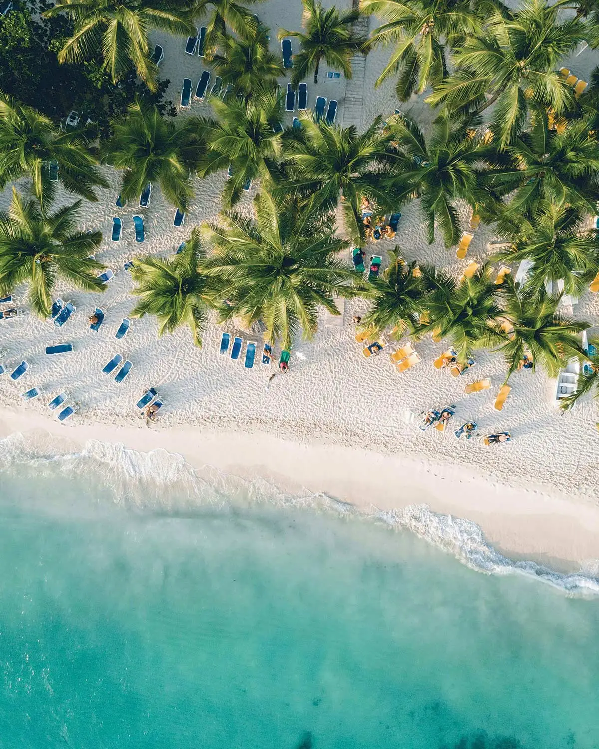 Spiagge e palme